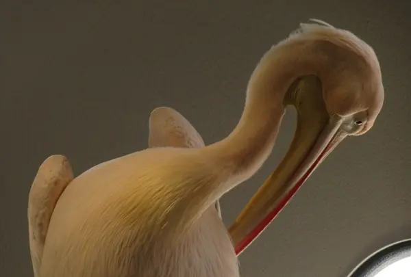 NIFREL（ニフレル）の写真・動画_image_115886