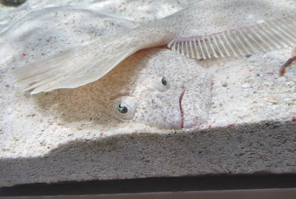 NIFREL（ニフレル）の写真・動画_image_115887