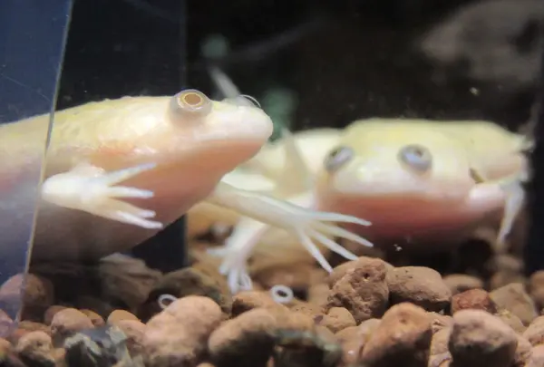 NIFREL（ニフレル）の写真・動画_image_115888