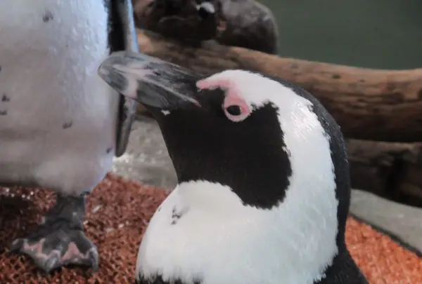 NIFREL（ニフレル）の写真・動画_image_115889