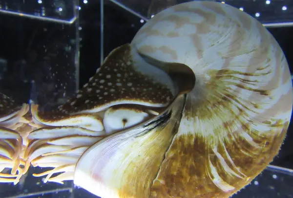 NIFREL（ニフレル）の写真・動画_image_115891