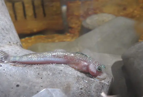 NIFREL（ニフレル）の写真・動画_image_115893