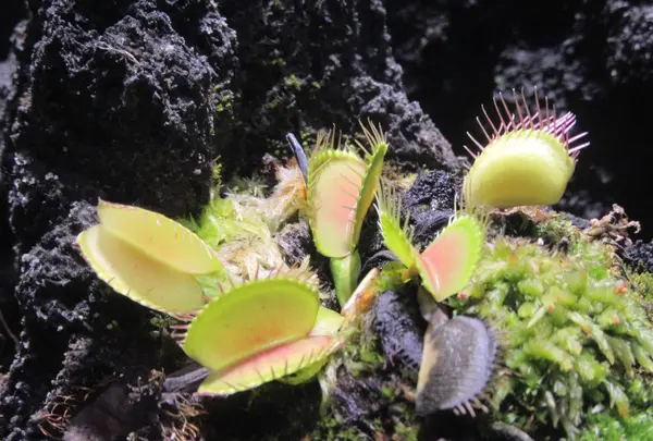 NIFREL（ニフレル）の写真・動画_image_115894