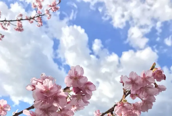 河津川の写真・動画_image_116193