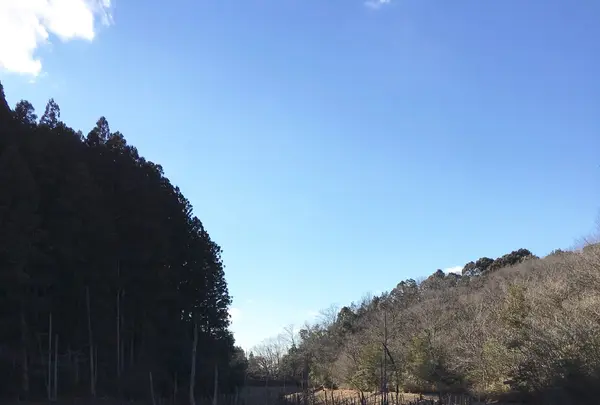 大正池の写真・動画_image_116384