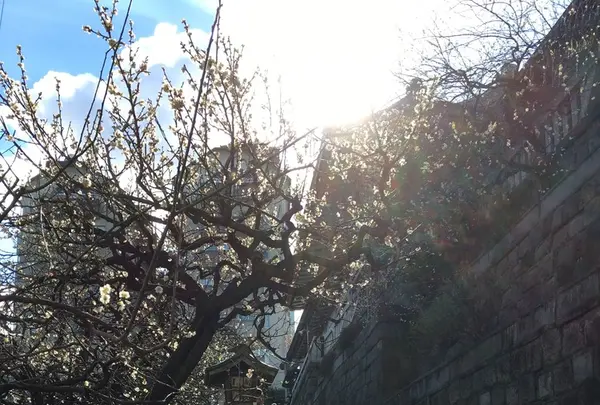 湯島天満宮（湯島天神）の写真・動画_image_116470