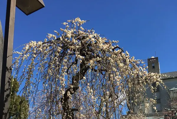 湯島天満宮（湯島天神）の写真・動画_image_116477