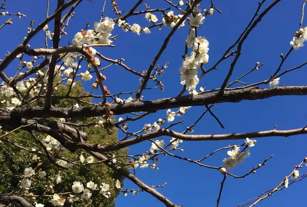 湯島天満宮（湯島天神）の写真・動画_image_116478