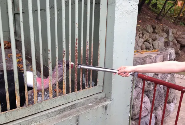 ラクテンチの写真・動画_image_116902