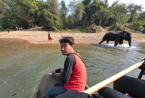 Wangpo Elephant Campの写真・動画_image_117002