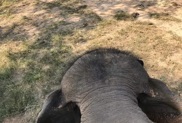 Wangpo Elephant Campの写真・動画_image_117003
