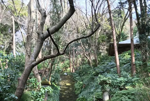 妙本寺の写真・動画_image_117181