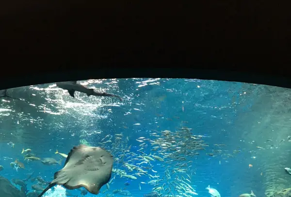 新江ノ島水族館の写真・動画_image_117194