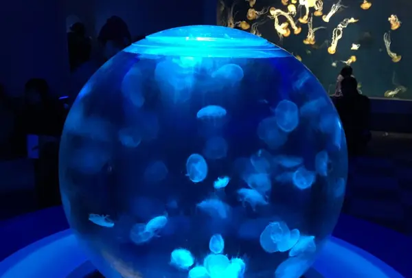 新江ノ島水族館の写真・動画_image_117195