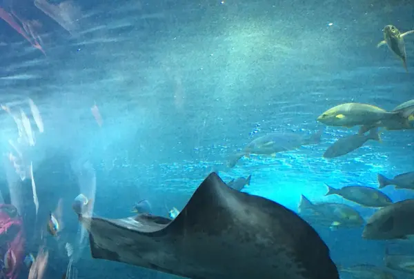 新江ノ島水族館の写真・動画_image_117197