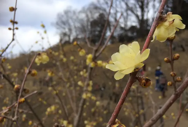 宝登山ロウバイ園の写真・動画_image_117479