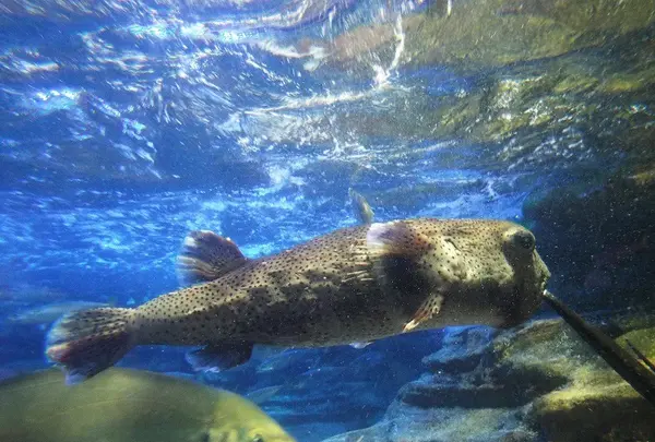 鴨川シーワールドの写真・動画_image_117664
