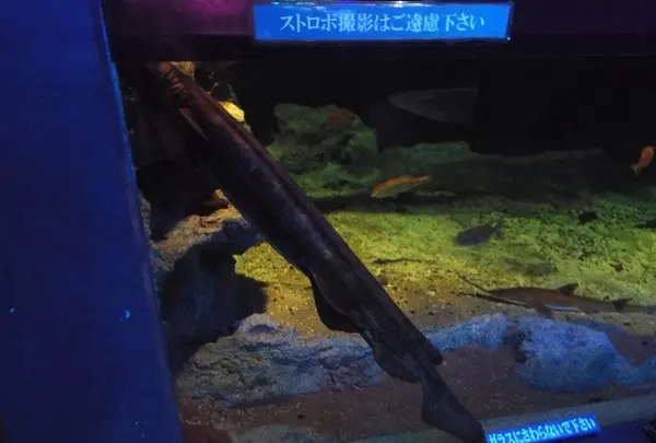 鴨川シーワールドの写真・動画_image_117668