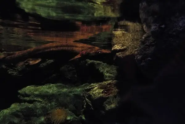 鴨川シーワールドの写真・動画_image_117674