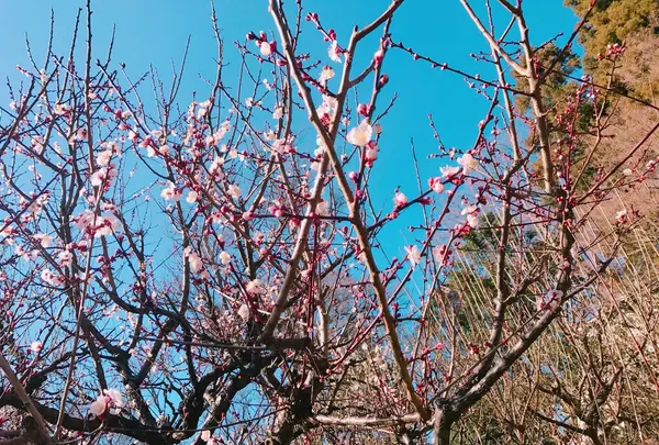 井の頭恩賜公園の写真・動画_image_118001
