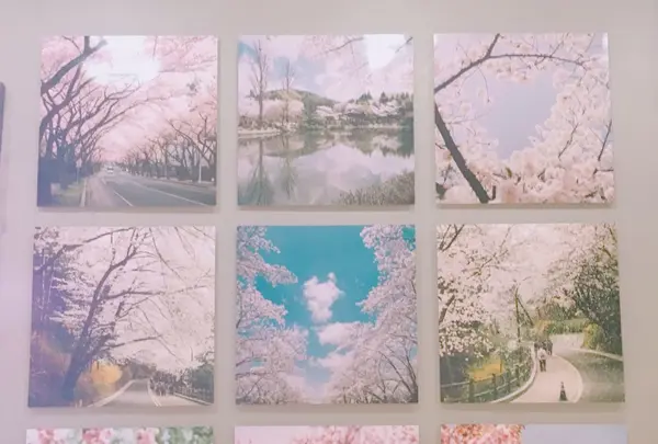弘大Florte Flower Caféの写真・動画_image_118067