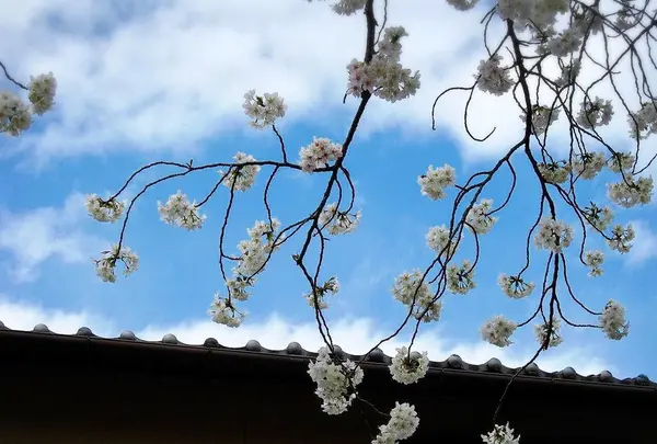 西山艸堂の写真・動画_image_118182