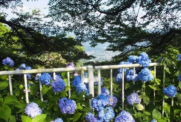 宝登山神社の写真・動画_image_118265