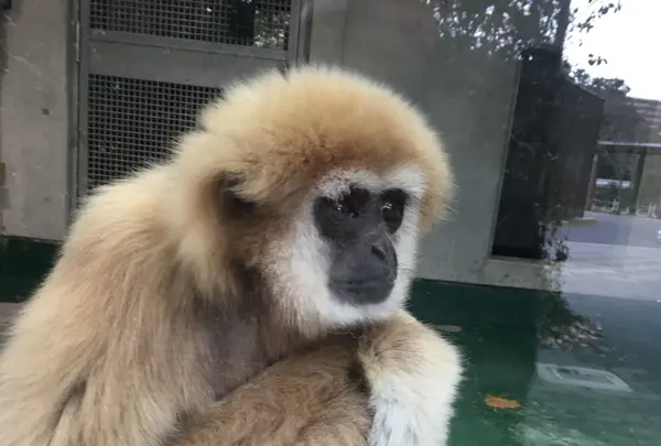 京都市動物園の写真・動画_image_118446