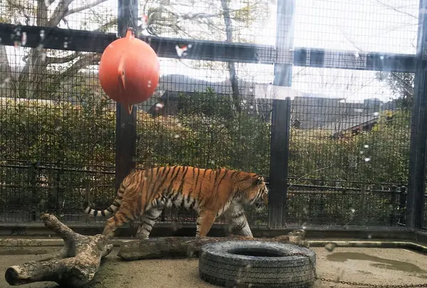 京都市動物園の写真・動画_image_118447