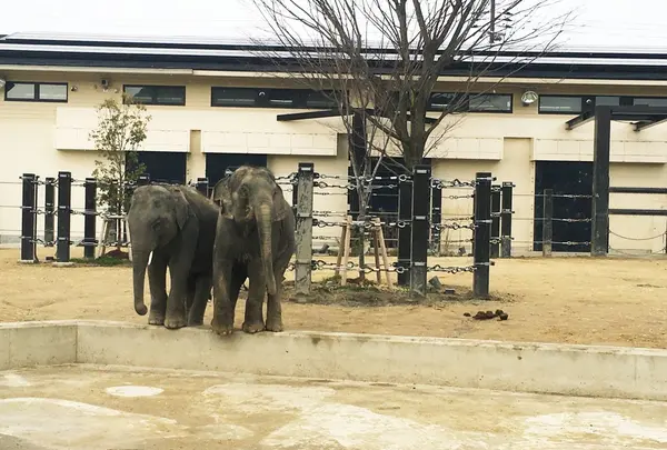京都市動物園の写真・動画_image_118448