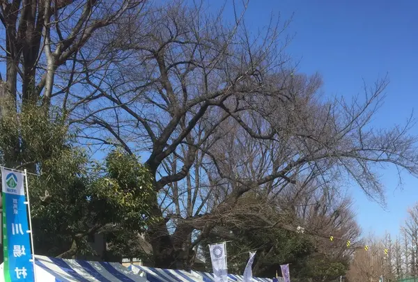 羽根木公園の写真・動画_image_118718
