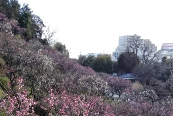 池上梅園の写真・動画_image_118857