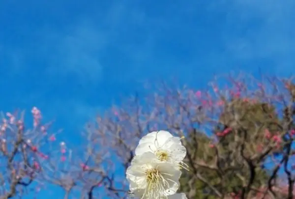 池上梅園の写真・動画_image_118858