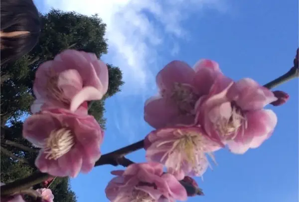 池上梅園の写真・動画_image_118859