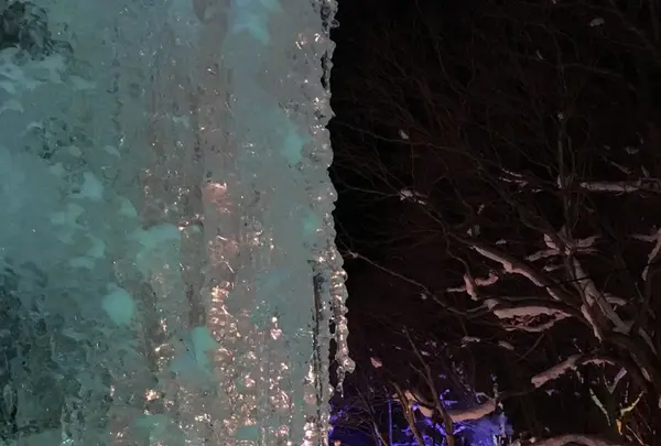 氷点下の森の写真・動画_image_119731