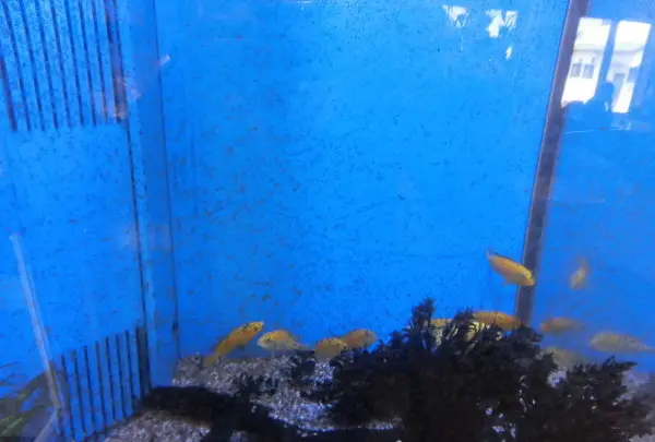 バランタインの写真・動画_image_120002