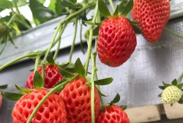 ホヤノいちご園の写真・動画_image_120284