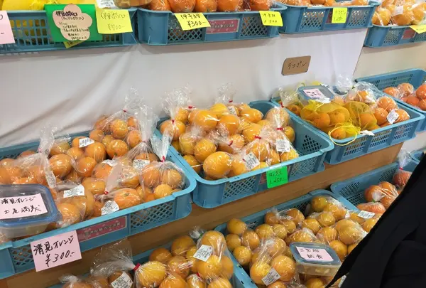 河津川の写真・動画_image_121020