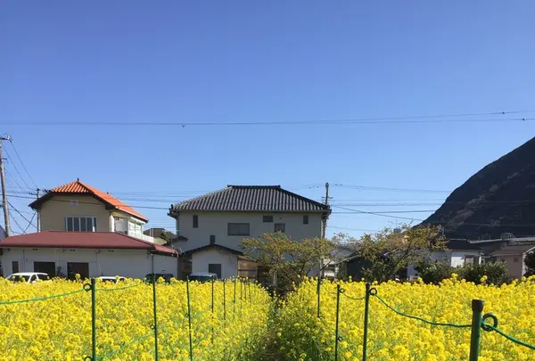 河津川の写真・動画_image_121021