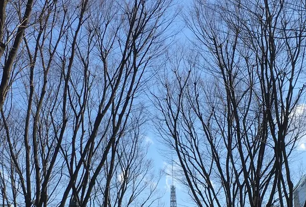 シドニー広場の写真・動画_image_121137