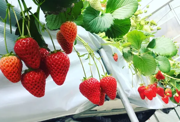 しまの農園の写真・動画_image_121724