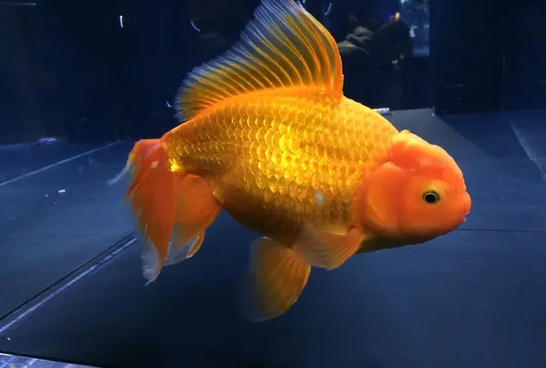 すみだ水族館の写真・動画_image_121765