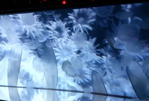 すみだ水族館の写真・動画_image_121766