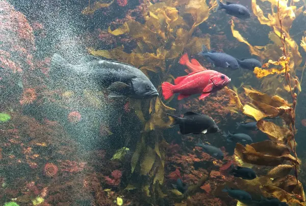 葛西臨海公園の写真・動画_image_121786