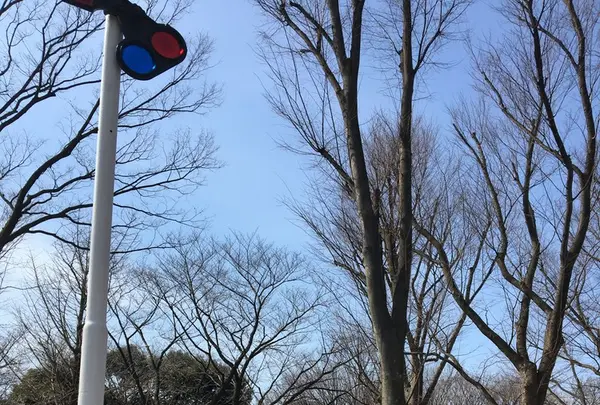 世田谷公園の写真・動画_image_121878