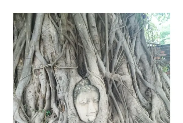 Ayutthaya Historical Parkの写真・動画_image_122037