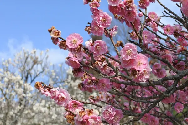 三景園の写真・動画_image_122050