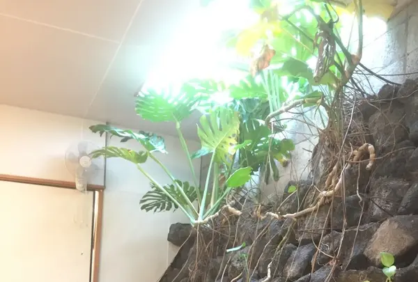 いそざきえんの写真・動画_image_122435