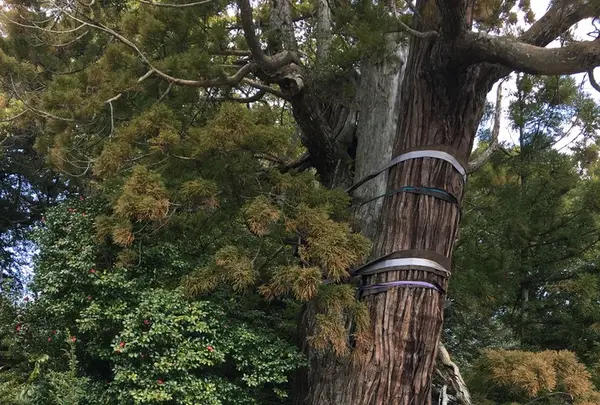 大國魂神社の写真・動画_image_122441