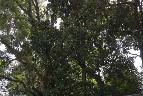 増上寺の写真・動画_image_122585